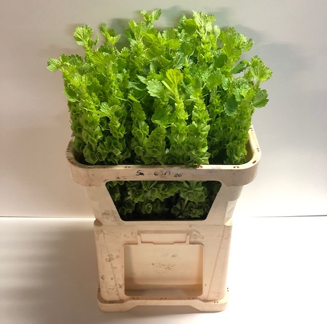 Moluccella green.jpg